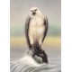 WATERMARK GREETING CARD PERCHED  SEA EAGLE